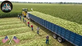 Chinese Farmers Harvest Millions Of Tons Of Fruits And Vegetables This Way | Harvesting Technology