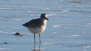 A Sandpiper grooming itself on the beach