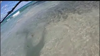 Catching a bucket of mullet in 5 minutes with a cast net 