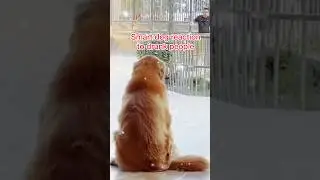 Smart dog reaction to drunk people