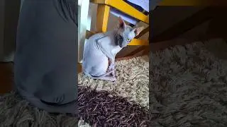 Долинов говорил что залетит🤔#фары #долинов