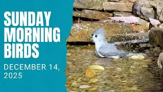 It's Always Tufted Titmouse Season