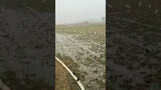 day 1 as a spy bird 🐔 in pakistan | #funny #relatable #explorepage