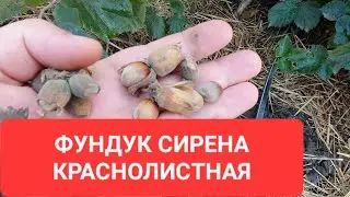 Фундук краснолистный СИРЕНА 🍁🍁🍁