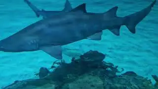 Shark Reef Aquarium at Mandalay Bay Footage (2.) #fishlaw1