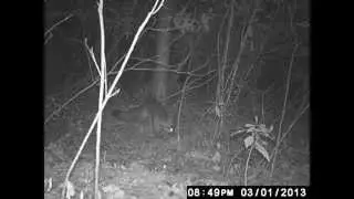 Foxes Of East Texas