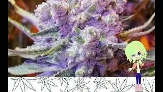 Sour OG Cheese   Ethos Genetics