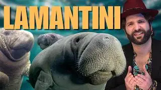 Le loffe del LAMANTINO
