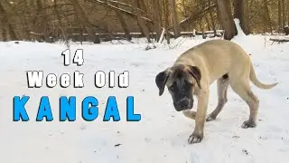 TURKISH KANGAL DOG - ASH THE KANGAL | 14 WEEK OLD KANGAL PUPPY TRAINING