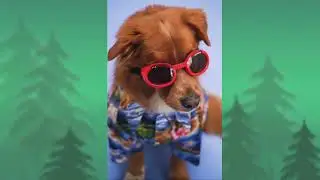 Dogs video || top10  dogs video || funny dogs || world most friendly dogs || cute dog ❤️🔥🔥🔥