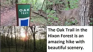 VLOG 278: Hiking Oak Trail in Hixon Forest for the First Time!
