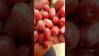 #Taste yummy#Bastard Oleaster Fruits#🤤👌#youtubeshorts#ytshortshortyoutube#shortsviral 💖💕