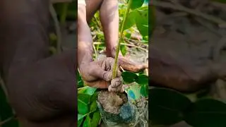 Jamun Plant (Black Plum) Grafting | Traditional Technique for Better Yield #shorts