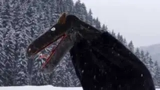 WILDER