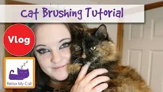 How to Groom Long and Short Haired Cats (with a Demonstration)