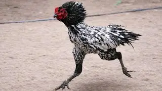 my farm update rooster 