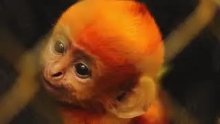EPRC PRIMATES