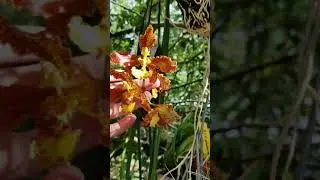 Trichocentrum (Oncidium) stacyi