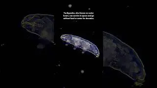 Meet the ultimate survivor, the tardigrade. #Tardigrades #MicrobialLife #NatureWonders #EcoScience