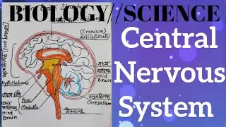 BIOLOGY//SCIENCE -Central Nervous system (kendriy tantrika tantra),Human  brain 🧠