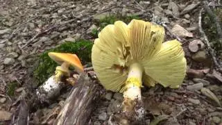 Setas de julio de 2017 (boletus aereus, russula virescens...)