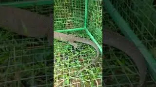 Gaint monitor lizard eating banded frog.