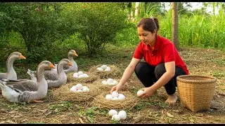 Harvesting 1001+ Goose Eggs from the Farm & Go to Market Sell | Hana Farm Bushcraft