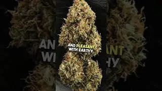 what is skunk weed? #shorts #origin #cannabiseducation