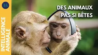 Qui sont les animaux intelligents ? | IA