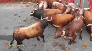 Tv Marcilla - 27/08/2017 - Fiestas - Encierro de Toros