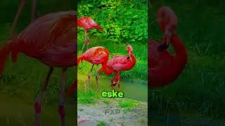 Flamingo Pink: The Secret Meaning Behind This Color 😮