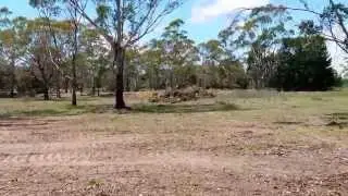Clearing the back paddock