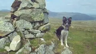 Tommy on Birkett Fell, June 11th 2020