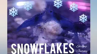 SNOWFLAKE SHRIMP FOOD