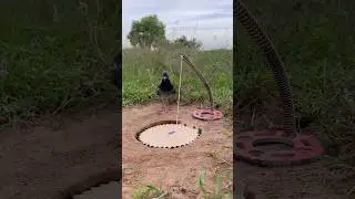 Easy Amazing DIY Pigeon Trap #shorts