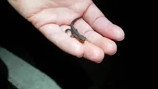Bergmolch (Ichthyosaura alpestris) Cramberger Quarz-Kieswerk / K34