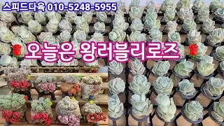 🌹오늘은 왕러블리로즈 데이🌹  빨간장미화분에 사랑을 담아 어버이날 선물로 준비해보세요🌹분갈이도 함께해요 🌹 스피드다육 010-5248-5955 전국택배가능 유료광고포함