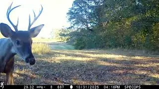 Curious Buck and other deer graze on acorns and corn
