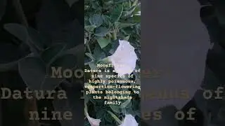 Datura&nbsp;is highly poisonous&nbsp;belonging to the nightshade family #garden #facts #new