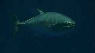 Tuna: A Sustainable New Industry
