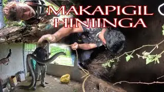 PUMASOK SA SEPTIC TANK NG DUMI NG TAO MAHULI LANG ANG COBRA 