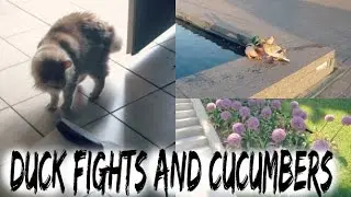 EVIL DUCK ATTACK // Summer 2016 Vlogs // Katie Legate