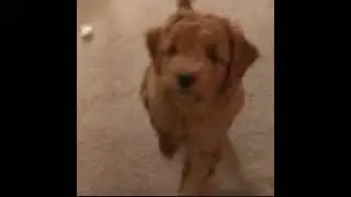 Mini Golden Bernedoodles