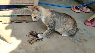 MY CAT LOVES EATING RAW FISH HEAD #petlovers #farmlife #villagelife