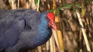 The Wildlife Of Mallorca | S'Albufera de Mallorca Wetlands | nr Alcudia