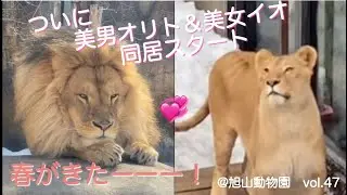 ついに会えた！同居スタート💞近くに行きたいライオンのオリトと怯えるイオ@旭山動物園vol.47/Start living together💞 lion!