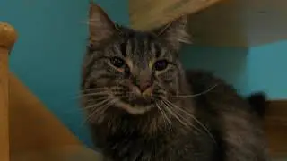 Kittypalooza 2019