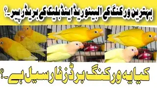 Behtarin working albino red eyes black eyes k  breeder pair.? Kya yah working Birds for sale hai.?