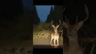 🦌 Forest Encounter: Deer and Falling Tree