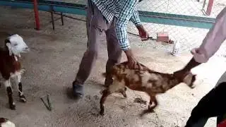 Visit to Padmakar morades Goat Farm Nashik